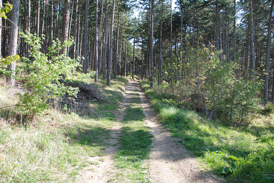 Waldweg zum Hubertushaus