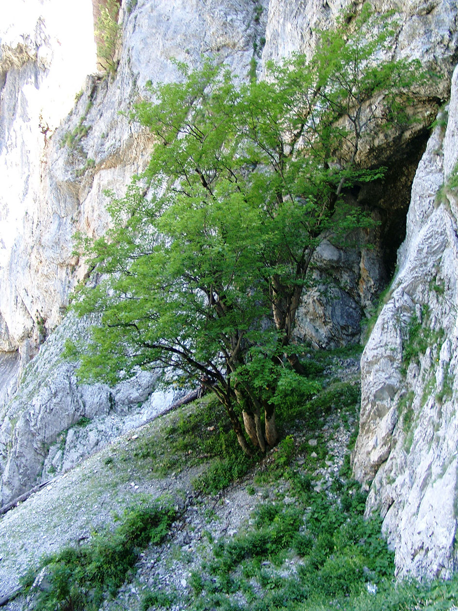Bärenlochsteig mit Höhle linke Seite