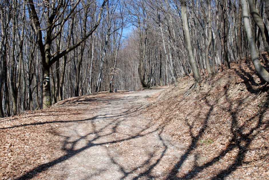 Richtung Hermannskogel, Habsburgwarte